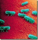 salmonella
